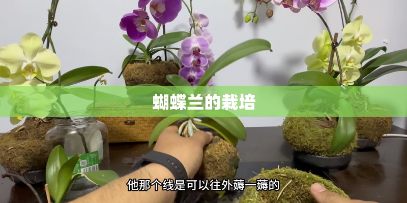 蝴蝶兰的栽培