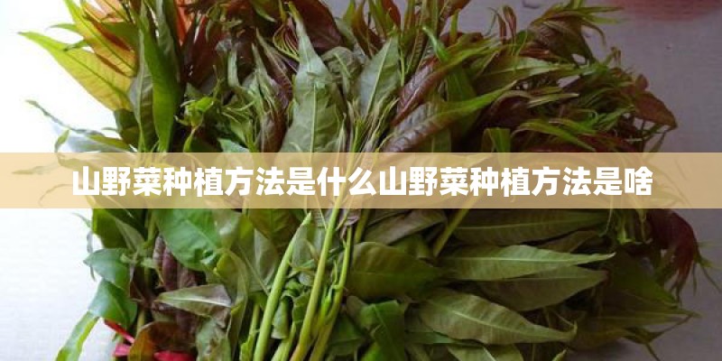 山野菜种植方法是什么山野菜种植方法是啥