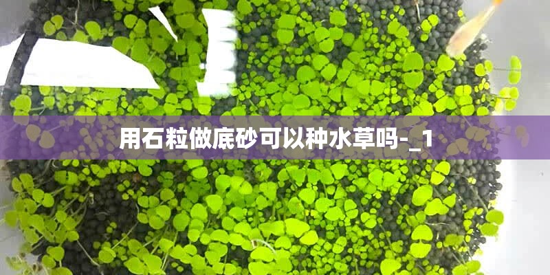 用石粒做底砂可以种水草吗-_1