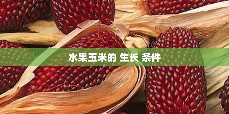 水果玉米的 生长 条件