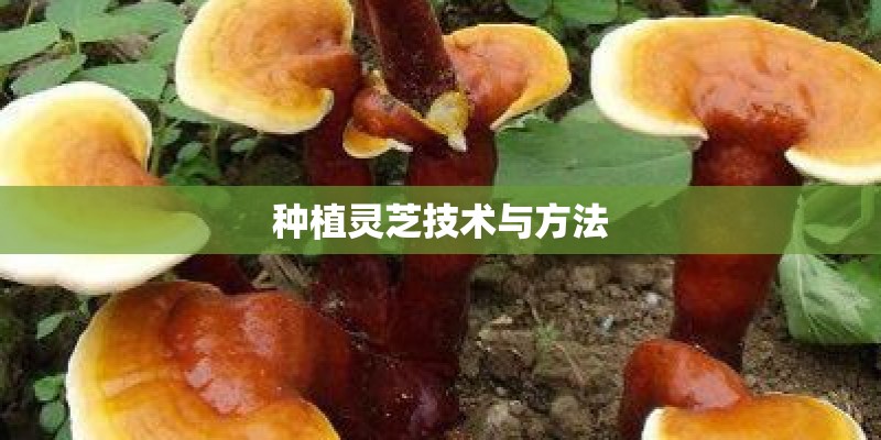 种植灵芝技术与方法