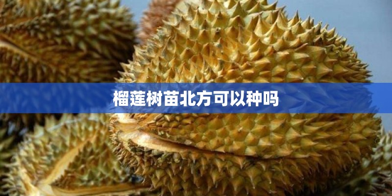 榴莲树苗北方可以种吗