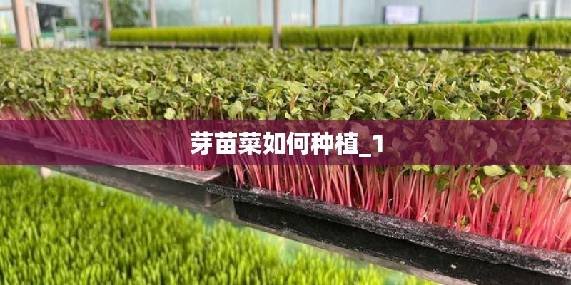 芽苗菜如何种植_1