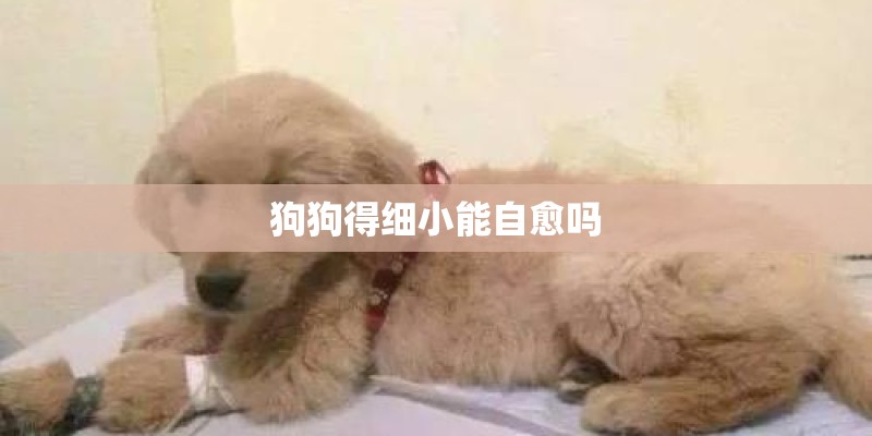 狗狗得细小能自愈吗
