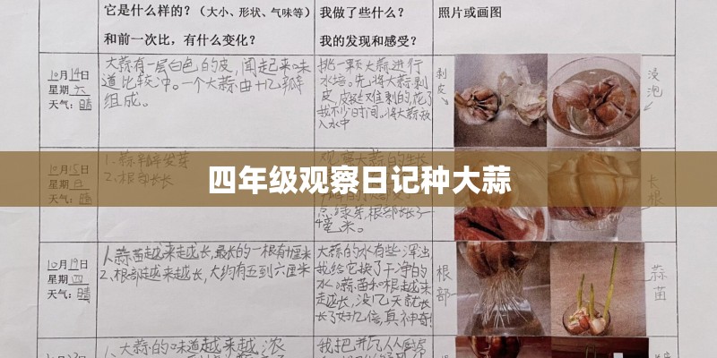 四年级观察日记种大蒜