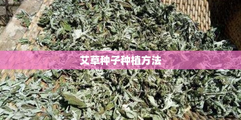 艾草种子种植方法 艾草种子种植方法
