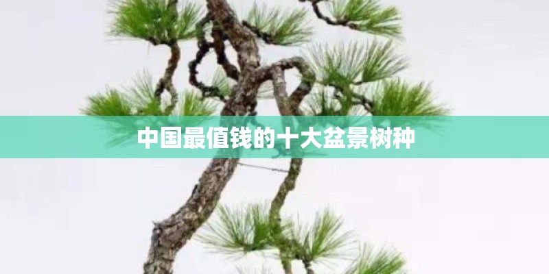 中国最值钱的十大盆景树种 中国最值钱的十大盆景树种