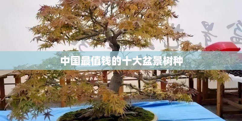 中国最值钱的十大盆景树种 中国最值钱的十大盆景树种