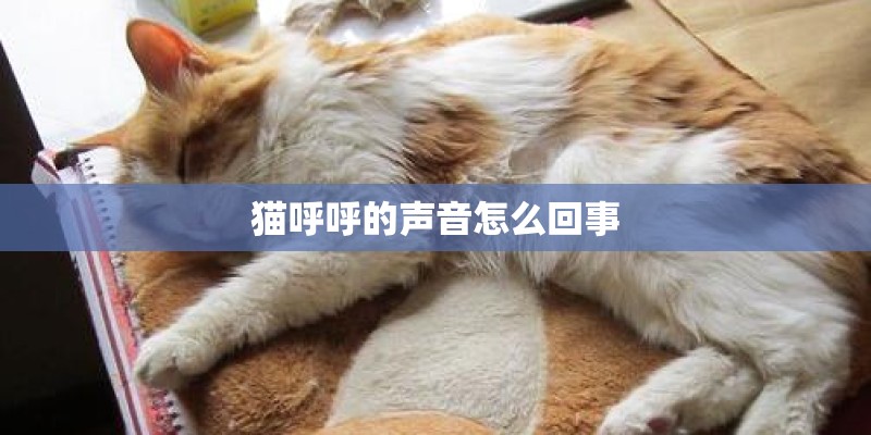 猫呼呼的声音怎么回事