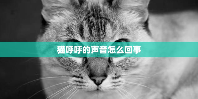 猫呼呼的声音怎么回事 猫呼呼的声音怎么回事