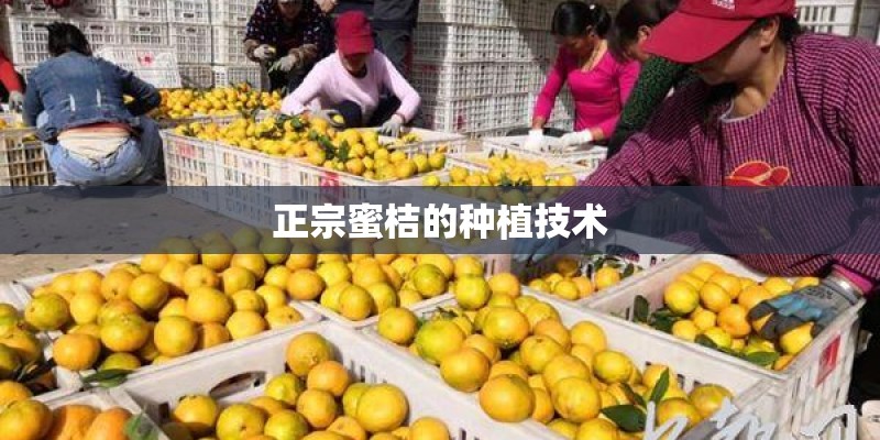 正宗蜜桔的种植技术 正宗蜜桔的种植技术