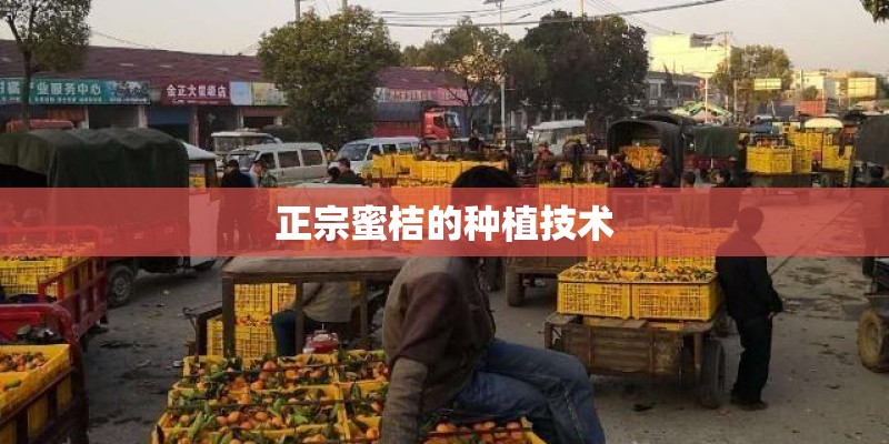 正宗蜜桔的种植技术 正宗蜜桔的种植技术