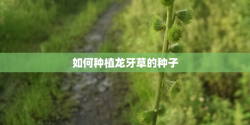 如何种植龙牙草的种子