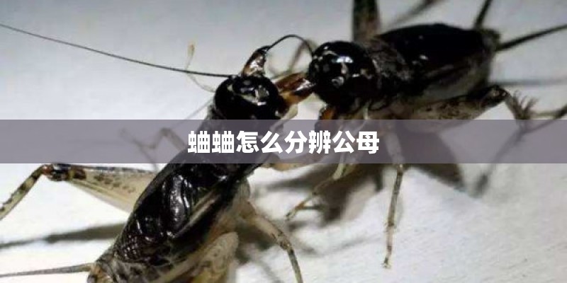 蛐蛐怎么分辨公母