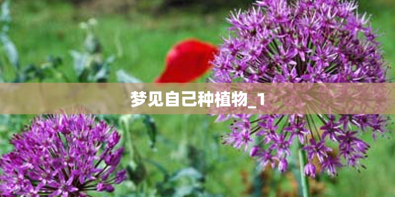 梦见自己种植物_1