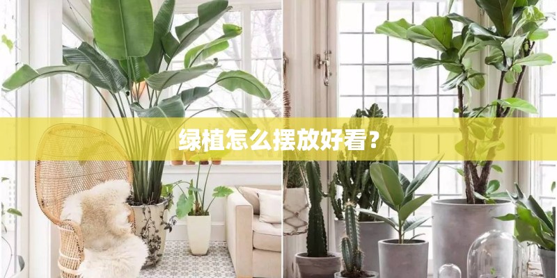 绿植怎么摆放好看？
