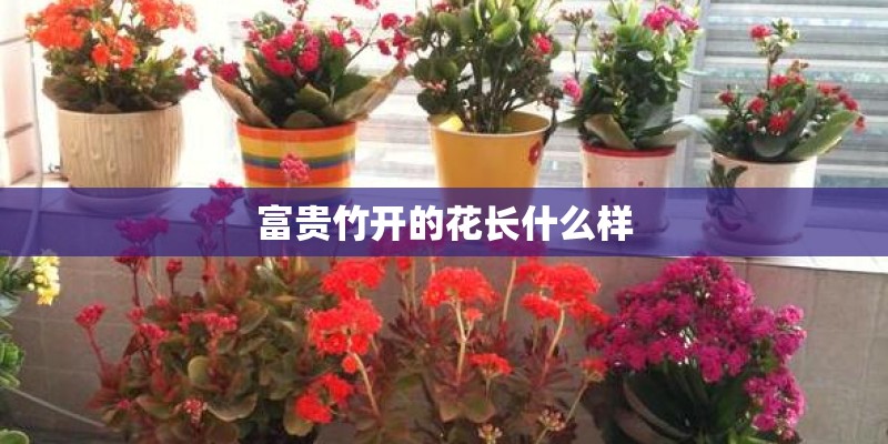 富贵竹开的花长什么样