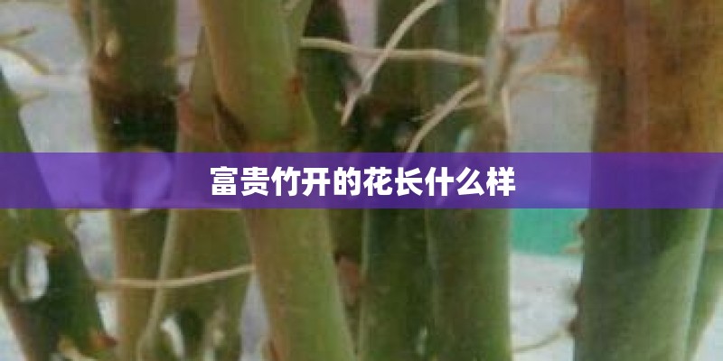 富贵竹开的花长什么样
