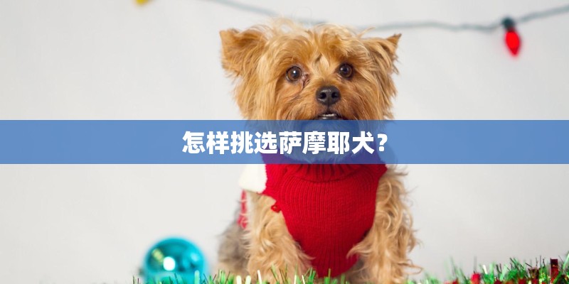 怎样挑选萨摩耶犬? 怎样挑选萨摩耶犬?