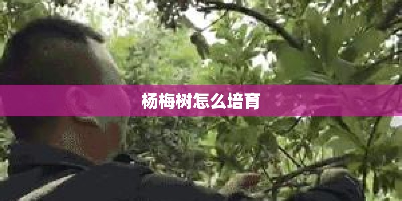 杨梅树怎么培育