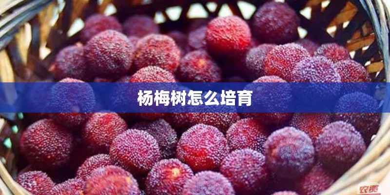 杨梅树怎么培育