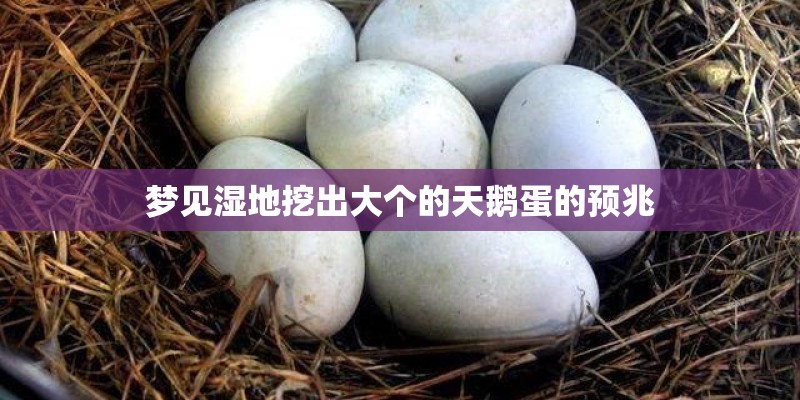 梦见湿地挖出大个的天鹅蛋的预兆 梦见湿地挖出大个的天鹅蛋的预兆