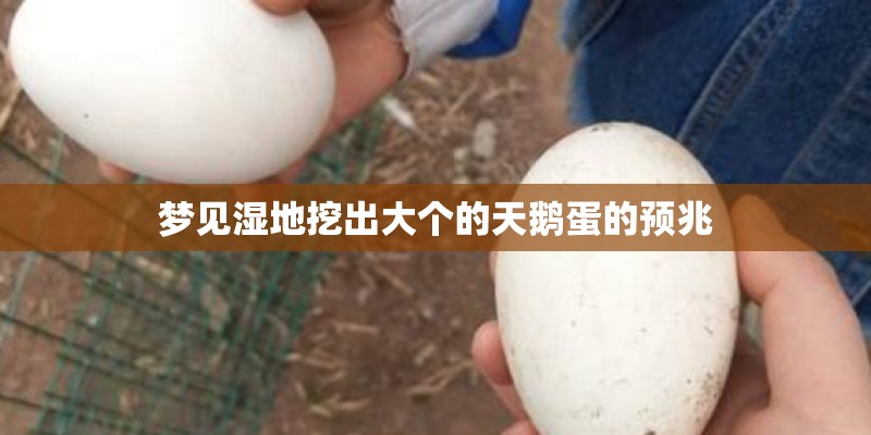 梦见湿地挖出大个的天鹅蛋的预兆 梦见湿地挖出大个的天鹅蛋的预兆