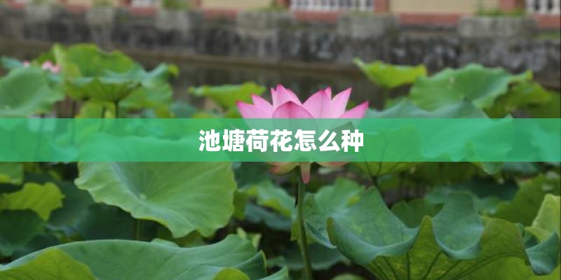 池塘荷花怎么种