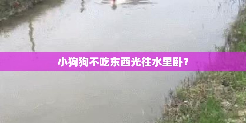 小狗狗不吃东西光往水里卧? 小狗狗不吃东西光往水里卧?