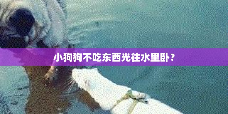 小狗狗不吃东西光往水里卧? 小狗狗不吃东西光往水里卧?