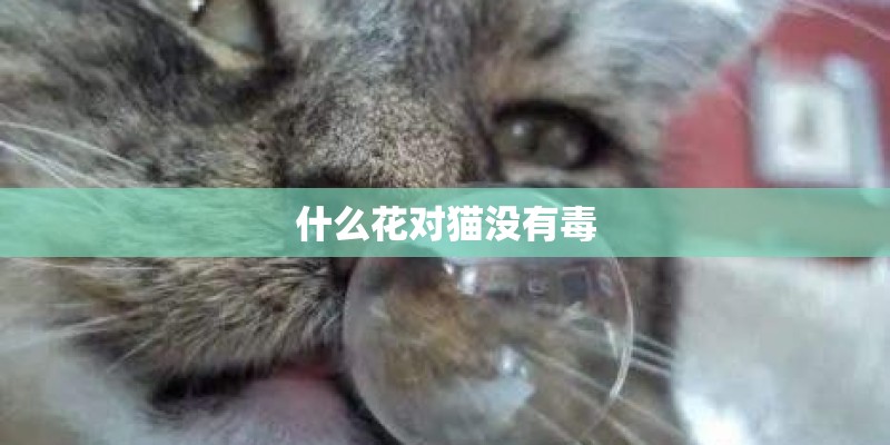 什么花对猫没有毒 什么花对猫没有毒