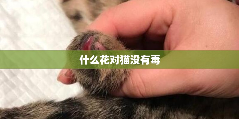 什么花对猫没有毒 什么花对猫没有毒