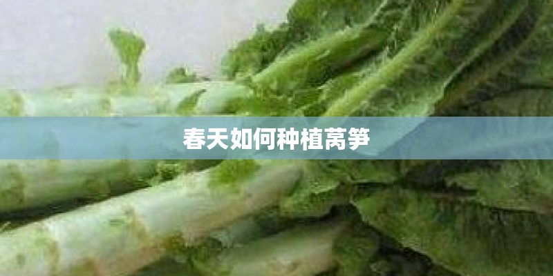 春天如何种植莴笋