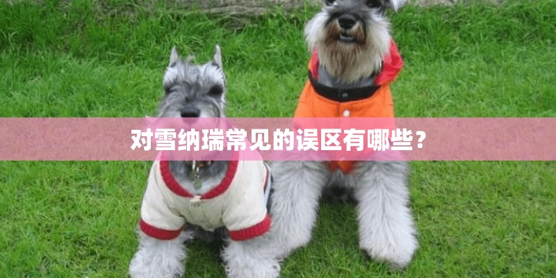 对雪纳瑞常见的误区有哪些？