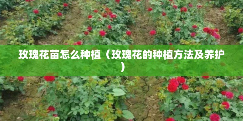 玫瑰花苗怎么种植(玫瑰花的种植方法及养护) 玫瑰花苗怎么种植(玫瑰花的种植方法及养护)