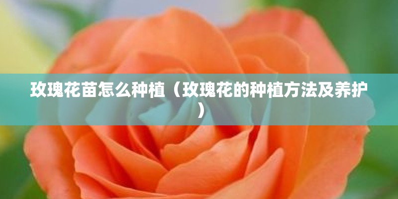玫瑰花苗怎么种植(玫瑰花的种植方法及养护) 玫瑰花苗怎么种植(玫瑰花的种植方法及养护)