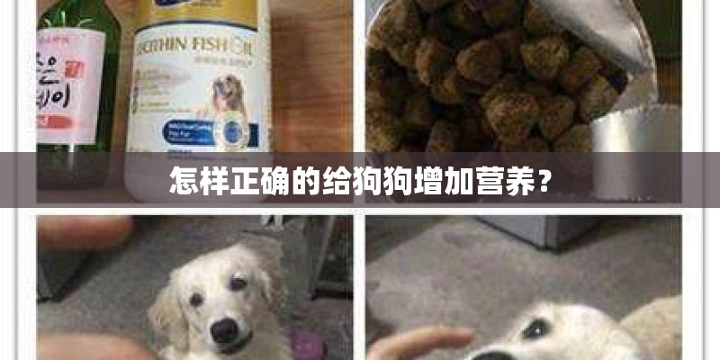 怎样正确的给狗狗增加营养? 怎样正确的给狗狗增加营养?