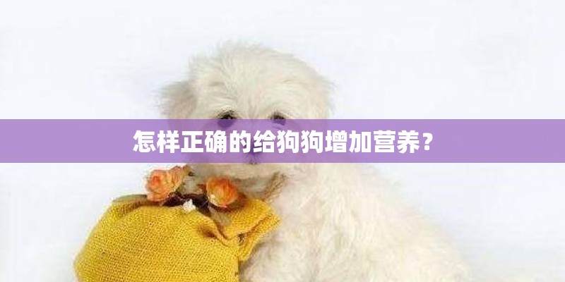 怎样正确的给狗狗增加营养? 怎样正确的给狗狗增加营养?