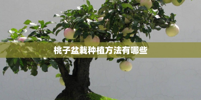 桃子盆栽种植方法有哪些