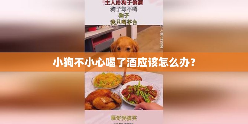 小狗不小心喝了酒应该怎么办？