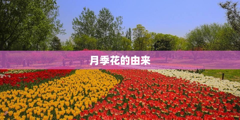 月季花的由来 月季花的由来