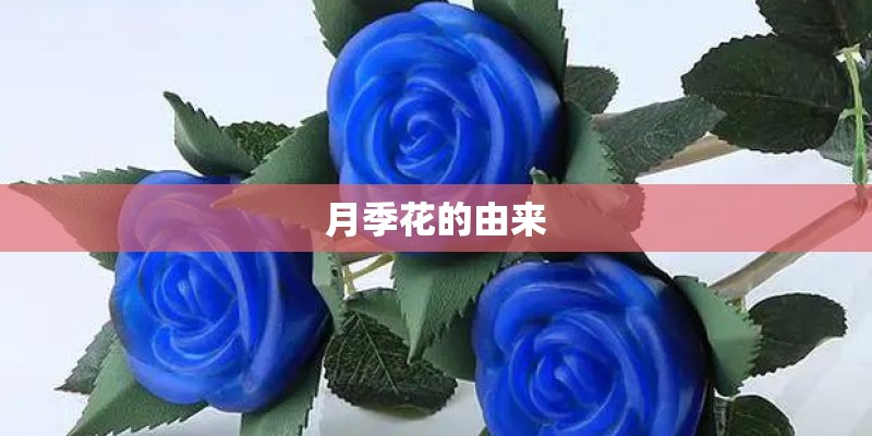 月季花的由来 月季花的由来