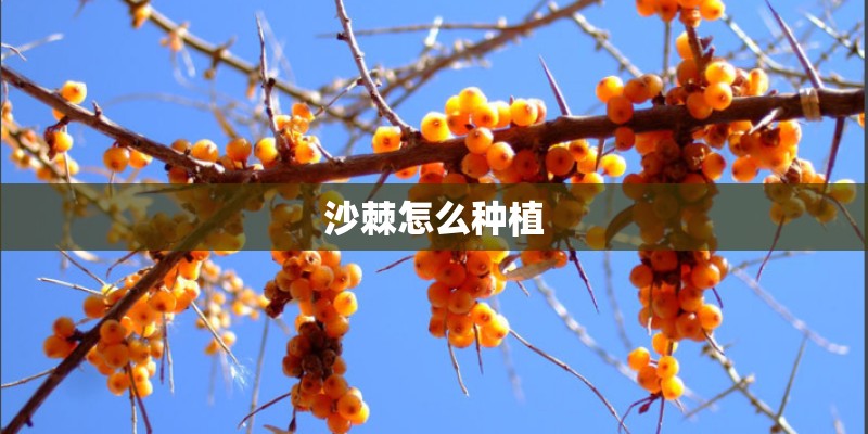 沙棘怎么种植 沙棘怎么种植