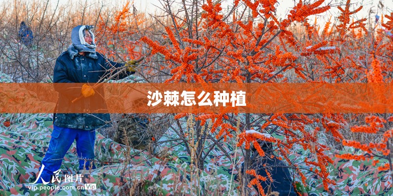 沙棘怎么种植 沙棘怎么种植