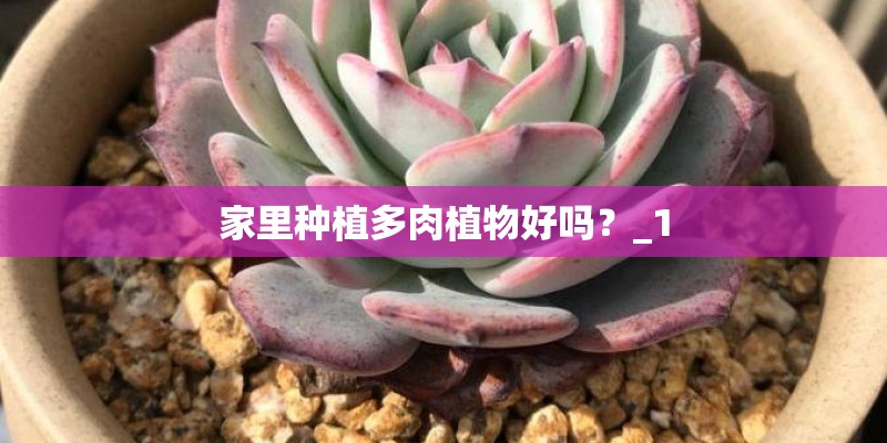 家里种植多肉植物好吗？_1