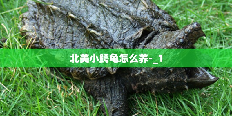 北美小鳄龟怎么养-_1