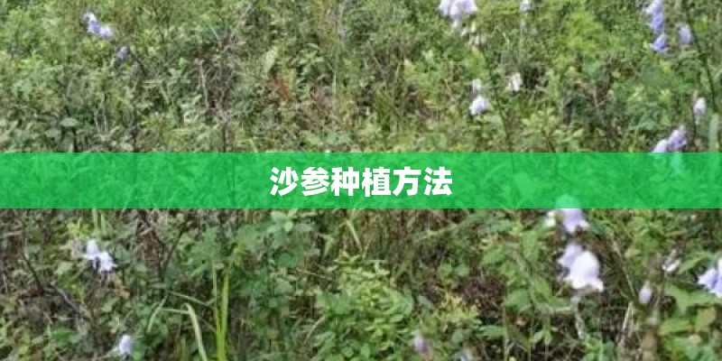 沙参种植方法 沙参种植方法