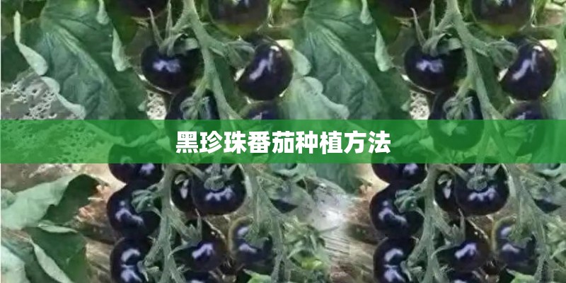 黑珍珠番茄种植方法 黑珍珠番茄种植方法