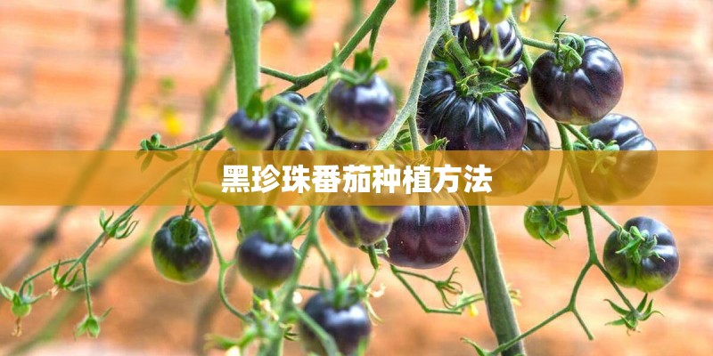 黑珍珠番茄种植方法 黑珍珠番茄种植方法