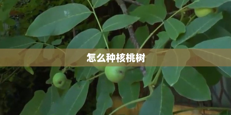 怎么种核桃树 怎么种核桃树